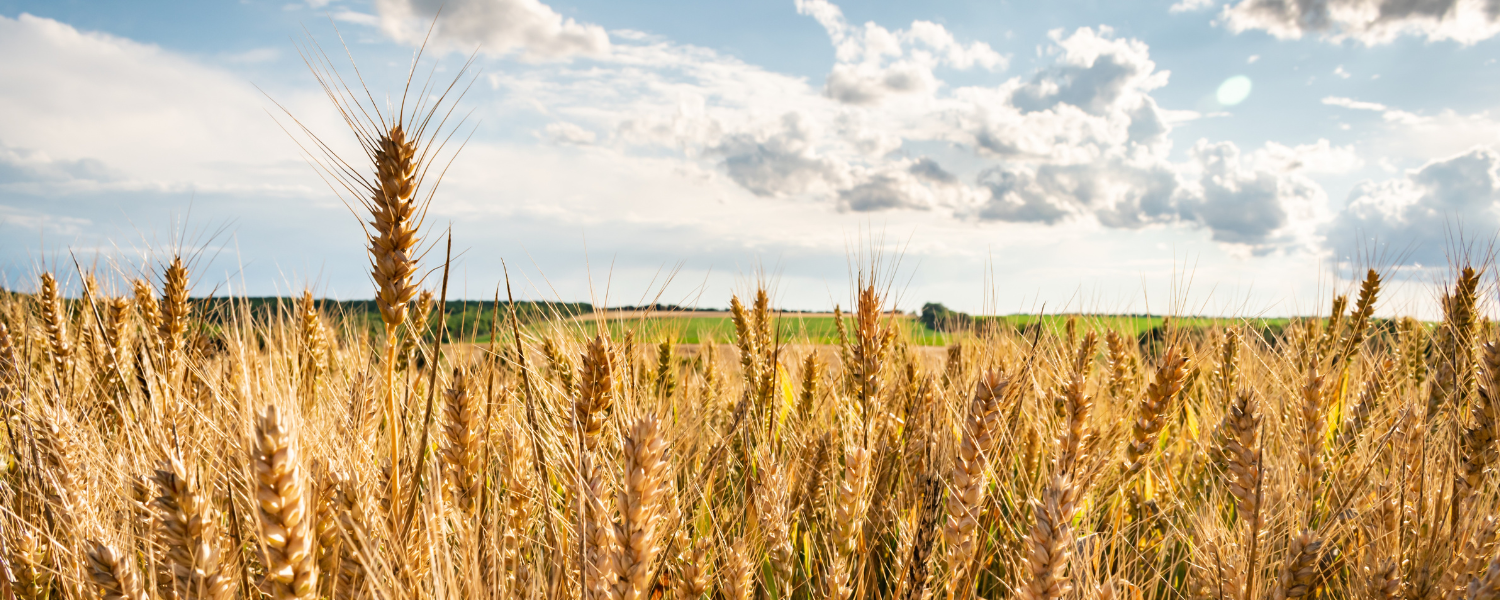 Warum wir anfangen müssen, anders über Fasern zu denken